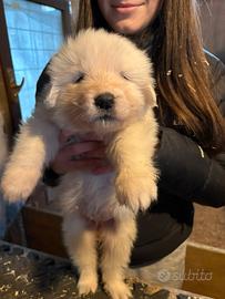 Cuccioli maremmano abruzzese