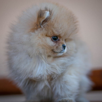 Cucciolo di spitz nano pomerania