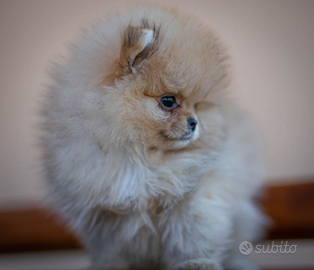 Cucciolo di spitz nano pomerania