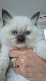 Ragdoll maschietto