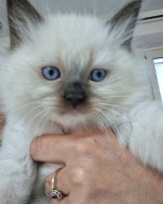 Ragdoll maschietto