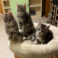 Cucciole Maine Coon