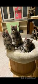 Cucciole Maine Coon