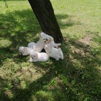 Cuccioli maltesi con pedigree enci