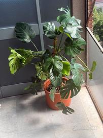 Monstera Deliciosa grande + vaso Fornace Culti