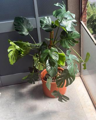 Monstera Deliciosa grande + vaso Fornace Culti