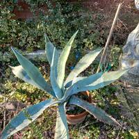 agave  in vaso