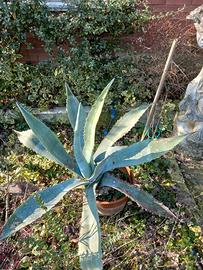 agave  in vaso