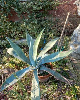 agave  in vaso