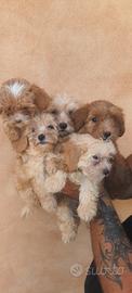 Maltipoo