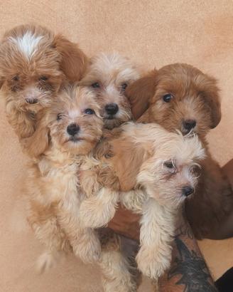 Maltipoo