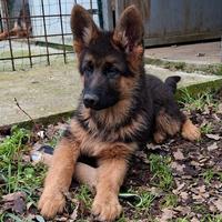 Ultimi cuccioli di Pastore Tedesco