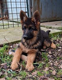 Ultimi cuccioli di Pastore Tedesco