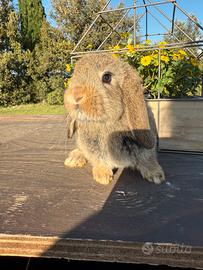 Cucciolo ariete nano