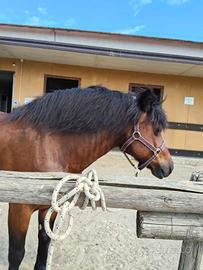 cavallo bardigiano 13 anni