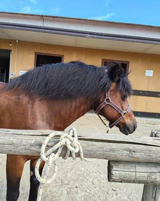cavallo bardigiano 13 anni