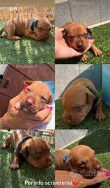 Cuccioli Pitbull ukc red Nose