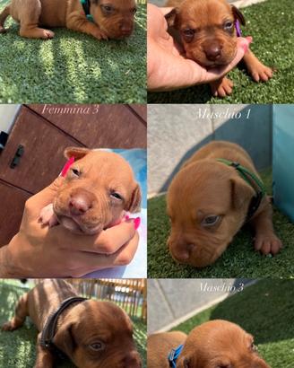 Cuccioli Pitbull ukc red Nose