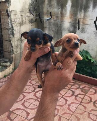 Pinscher Toy Piccolissimi Mini