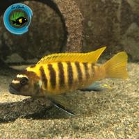 Pesci d'acquario / ciclidi