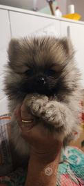 Spitz di Pomerania nani