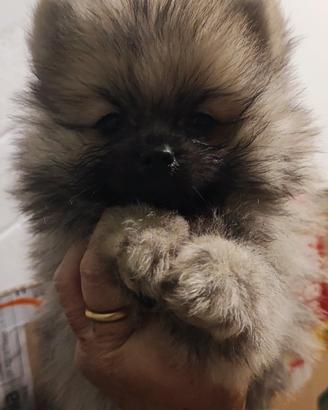 Spitz di Pomerania nani