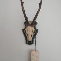 Capriolo corna teschio trofeo caccia vintage