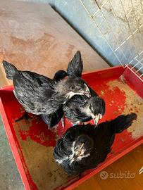 Pulcini australorp