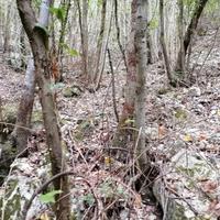 Montagna, terreno e bosco ceduo