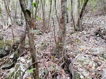 Montagna, terreno e bosco ceduo
