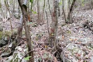 Montagna, terreno e bosco ceduo