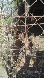 Segugio Maremmano Sulcis