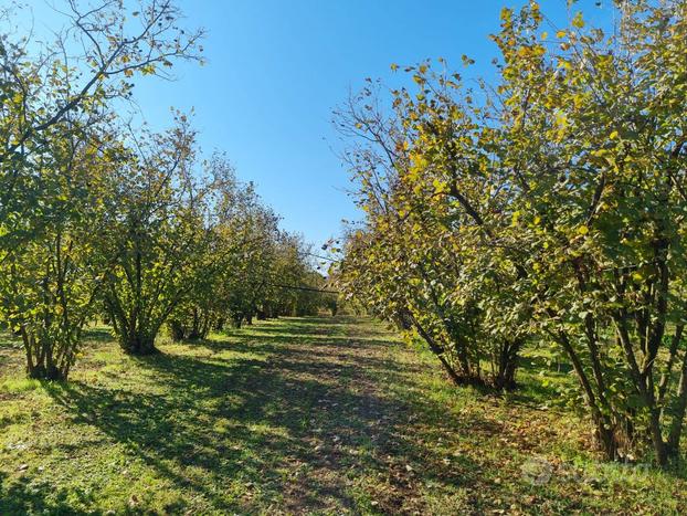 Terreno Agricolo - Gallese