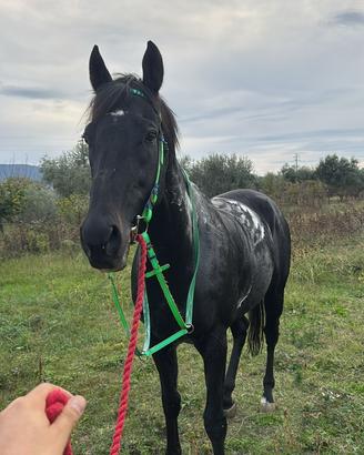 Cavallo