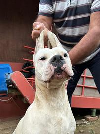 Dogo Argentino