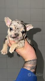 Bulldog chocolate merle'