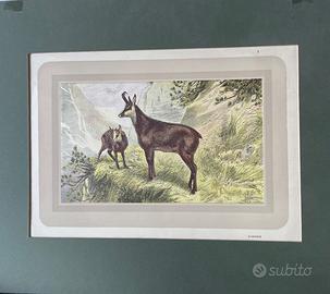 Stampa d'epoca Camoscio "Chamois" 1939