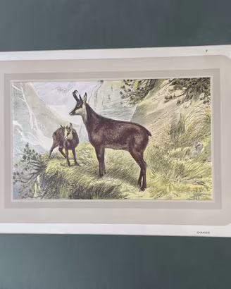 Stampa d'epoca Camoscio "Chamois" 1939