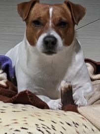 Jack Russel per monta accoppiamento cuccioli