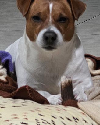 Jack Russel per monta accoppiamento cuccioli