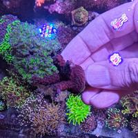 Corallo loisette blu