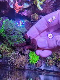 Corallo loisette blu