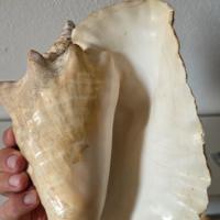 Conchiglia Regina Strombo gigante del mediterraneo