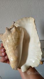 Conchiglia Regina Strombo gigante del mediterraneo