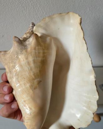 Conchiglia Regina Strombo gigante del mediterraneo