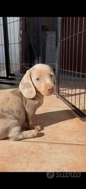 Cuccioli di bassotto