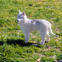 Cucciolo di Siberian Husky