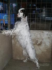 Setter