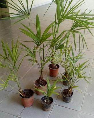 Palme
