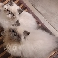 Persiano